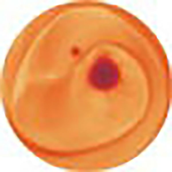 Potterycrafts Ochre Leaded Powder On-Glaze